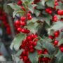 Holly – Blue Princess (F) – #3 Container